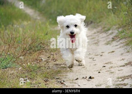 Cucciolo di Maltipoo che corre su strada. Cane maltese che gioca all'aperto. Animale domestico di famiglia. Il cucciolo sta correndo sul campo estivo. Colpo in velocità. sparato in velocità. Cane acceso Foto Stock
