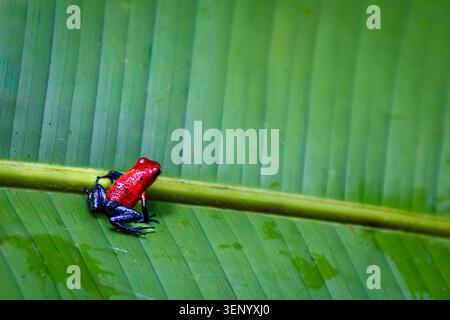 Una vibrante rana veleno di fragole (Oophaga pumilio), nota anche come rana Blue Jeans, è arroccata su una grande foglia verde. Foto Stock