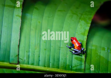 Una vibrante rana veleno di fragole (Oophaga pumilio), nota anche come rana Blue Jeans, è arroccata su una grande foglia verde. Foto Stock