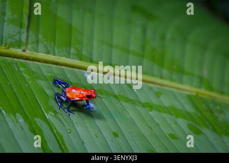 Una vibrante rana veleno di fragole (Oophaga pumilio), nota anche come rana Blue Jeans, è arroccata su una grande foglia verde. Foto Stock