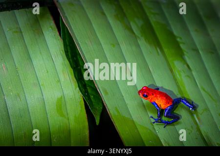 Una vibrante rana veleno di fragole (Oophaga pumilio), nota anche come rana Blue Jeans, è arroccata su una grande foglia verde. Foto Stock