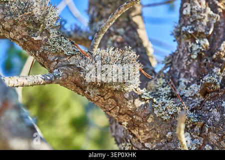 Primo piano dettagliato di licheni grigi e corteccia strutturata su un ramo d'albero illuminato dal sole in una foresta. Foto Stock