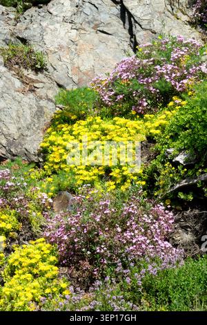 Fiori gialli e rosa di Goldmoss Stonecrop Sedum acri e Rock Rose Helianthemum in un giardino roccioso in primavera Foto Stock