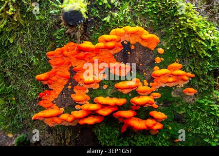 Fungo a staffa per fragole - Tasmania Foto Stock