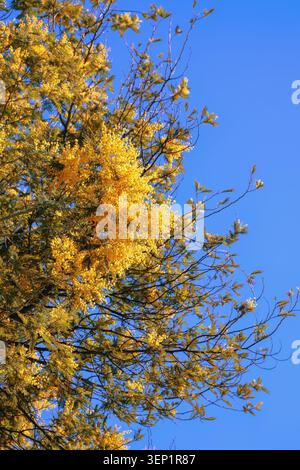Fiori gialli luminosi di Acacia deambata albero contro cielo blu nella soleggiata giornata di primavera Foto Stock