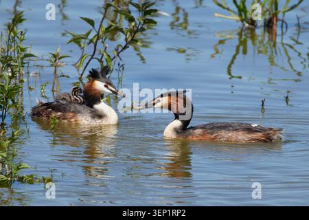 Podiceps Cristatus, Haubentaucher, grande cresta Foto Stock
