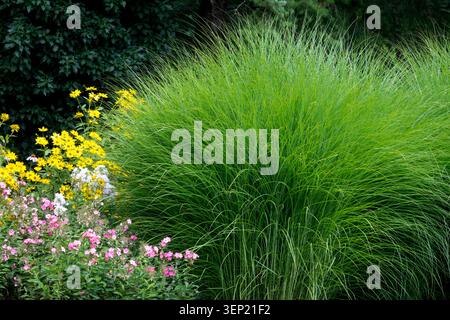 Verde fogliame di erba d'argento cinese Miscanthus sinensis 'Gracillimus' accanto ai fiori gialli e rosa in un giardino estivo Foto Stock