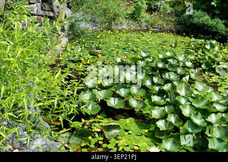 Fiori gialli di ninfei d'acqua frangiati Nymphoides peltata e foglie verdi di ninfea d'acqua Nuphar lutea in un piccolo laghetto da giardino Foto Stock
