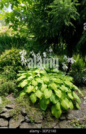 Fiori bianchi di Plantain Lily Hosta 'guacamole' su un muro di pietra in un giardino estivo Foto Stock