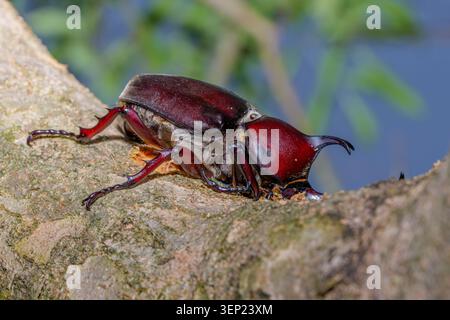 Maschio rinoceronte giapponese coleottero Trypoxylus dichotomus sul ratto macro del ramo d'albero Foto Stock