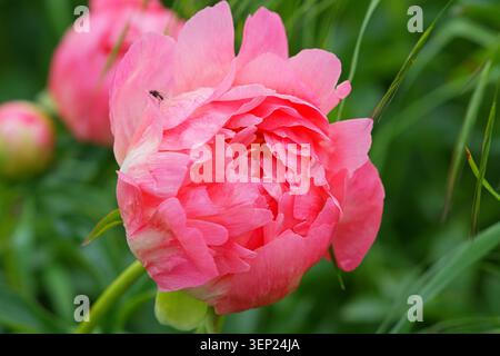 Primo piano con il fascino dei coralli di Peony Variety. Foto di alta qualità Foto Stock