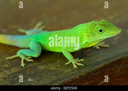 Un primo piano di una lucertola verde dei Caraibi Anolis (camaleonte americano) riposante, Ocho Rios, Giamaica Foto Stock