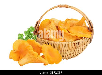 Funghi canterelle in un cestello di vimini isolato su sfondo bianco Foto Stock