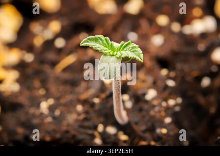 Colpo macro di un giovane seme di cannabis autofiorente della varietà Peanut Butter Breath durante la fase iniziale di crescita, isolato su sfondo nero Foto Stock