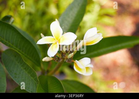 Le bellissime piante Plumeria che crescono in tessuto crescono vasi. Foto Stock