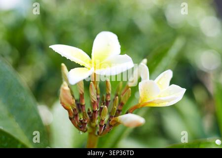 Le bellissime piante Plumeria che crescono in tessuto crescono vasi. Foto Stock