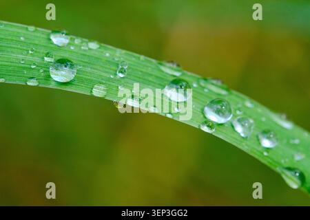 Foto macro gocce d'acqua cristallina scintillanti su erba verde brillante, primo piano Foto Stock