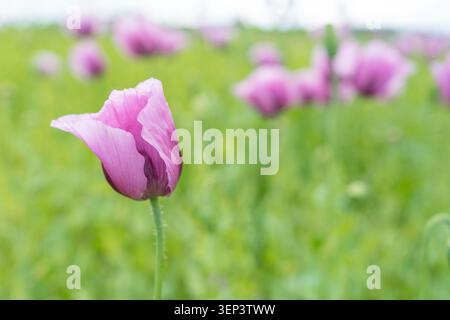 Splendidi fiori di papavero viola con elementi in primo piano sfocati che creano un effetto cinematografico di profondità di campo. Ideale per concept, copertine di libri, e. Foto Stock