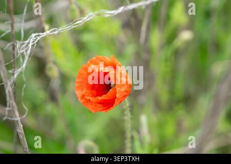 Un primo piano dettagliato di un unico fiore di papavero rosso vibrante che fiorisce tra l'erba secca in un campo estivo. Perfetto per sfondi botanici e saluti Foto Stock