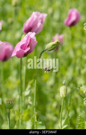 Splendida foto macro di una fioritura lilla di papaveri e gemme verdi in un campo estivo sotto la luce naturale del sole. Immagine di alta qualità per libri di testo botanici Foto Stock