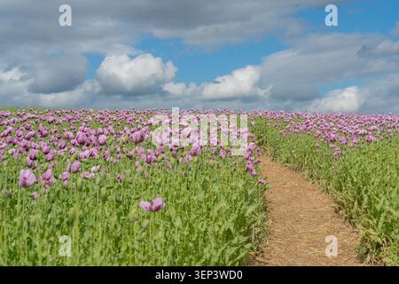 Uno stretto sentiero sterrato che si snoda attraverso un vasto campo di papaveri viola in fiore sotto un cielo blu con nuvole. Grande metafora del viaggio, degli obiettivi futuri Foto Stock