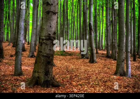 Tranquilla foresta di faggi con alti tronchi d'albero e un fondo forestale ricoperto di foglie secche nei piccoli Carpazi, Slovacchia. Un nuovo fogliame primaverile crea Foto Stock