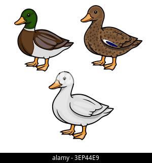 Set di tre affascinanti anatre vettoriali, tra cui un manto, un'anatra bruna macchiata e un'anatra bianca, isolata su uno sfondo bianco. Illustrazione Vettoriale
