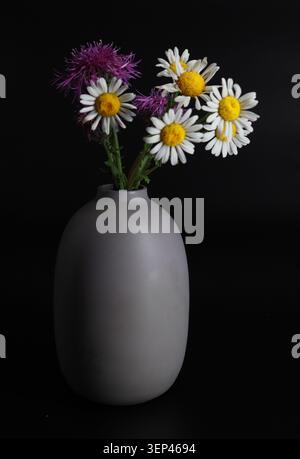 Natura morta minimalista di fiori selvatici in un vaso in ceramica bianco opaco su sfondo nero, caratterizzato da fiori bianchi simili a margherita e cardo viola. Foto Stock