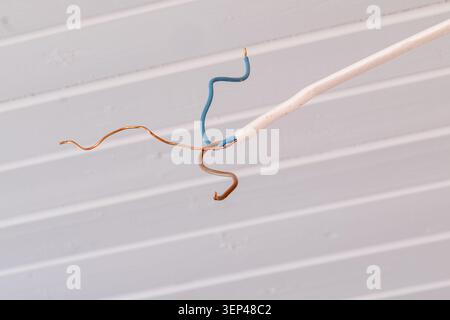 Cavo elettrico con fili esposti appesi al soffitto durante l'installazione Foto Stock