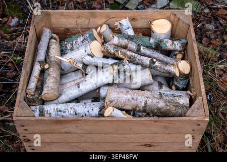 Tronchi di legna da ardere di betulla conservati in una cassa di legno rustica all'aperto in un giardino Foto Stock