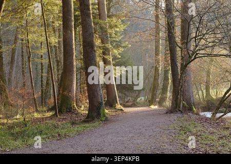 Un tranquillo sentiero nella foresta si snoda tra alti alberi, bagnati dalla calda luce dorata del sole. Il tranquillo ambiente boschivo presenta luce dappata, tronchi muschiati e. Foto Stock