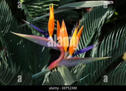 Strelitzia, Gru Flower o Bird of Paradise, Strelitzia reginae, Strelitziaceae. Sudafrica. Foto Stock