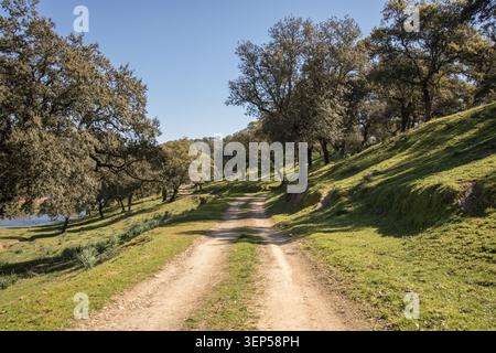 Strada sterrata attraverso il paesaggio boschivo di querce nella campagna spagnola di dehesa Foto Stock