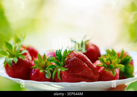 Fragole rosse fresche e succose con foglie verdi appoggiate su un piatto di ceramica bianca, su uno sfondo verde naturale chiaro e leggermente sfocato con c Foto Stock