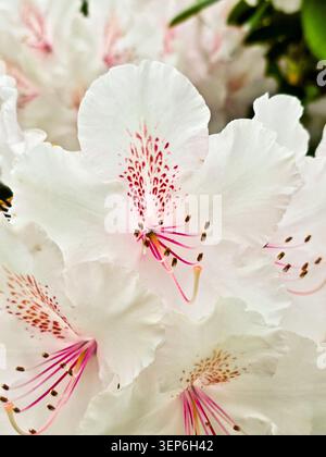 Primo piano in fiore di rododendro bianco con stami rosa e petali delicati Foto Stock