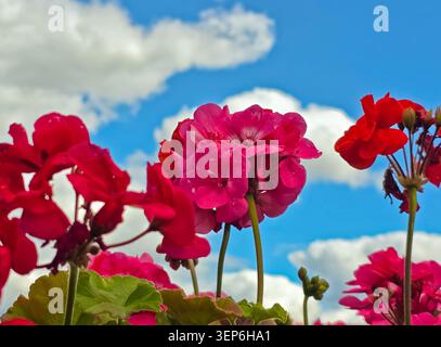 Fiori di geranio rosa e rosso contro il cielo blu con nuvole bianche Foto Stock