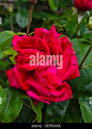 Primo piano in vivace fiore di rose rosse in giardino con sfondo verde Foliage Foto Stock