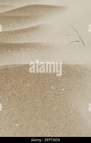 Strutture di sabbia create da vento, onde di sabbia, erba da spiaggia, Houvig Beach, Mare del Nord, Danimarca Foto Stock