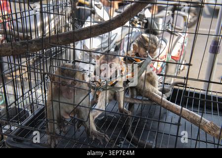 Scimmia giavanese (Macaca fascicularis), macaco dalla coda lunga, macaco, scimmia, giovane animale, in gabbia stretta, crudeltà verso gli animali, mercato animale, capitale Foto Stock