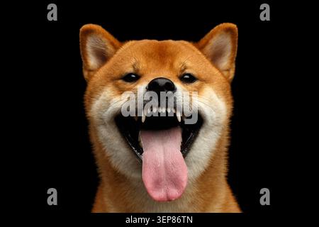 Ritratto aggressivo del cane inu Shiba, simpatia e simpatia per gli spettacoli, sfondo nero isolato, vista frontale Foto Stock