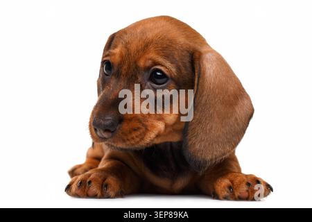 Cucciolo in dachshund con rivestimento liscio seduto e guardando la fotocamera su sfondo bianco, ritratto in studio Foto Stock