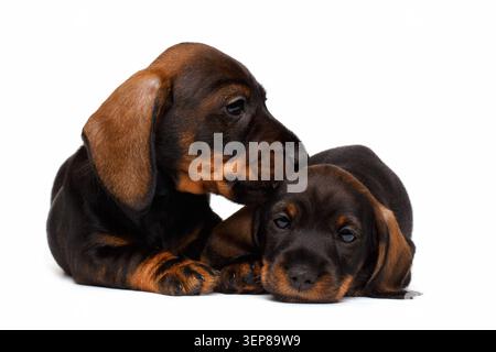 Due cuccioli di dachshund che suonano insieme con uno sdraiato su sfondo bianco, ritratto in studio Foto Stock