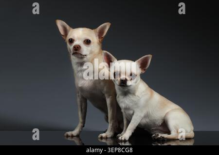 Ritratto di due cani Chihuahua seduti su sfondo blu Foto Stock