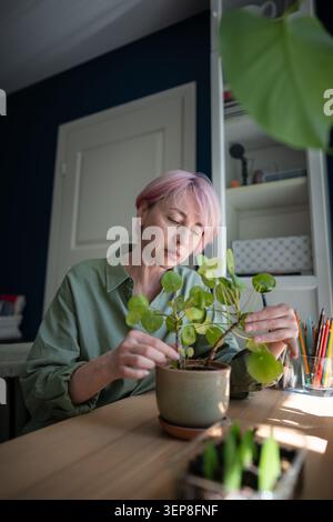 Donna concentrata amante delle piante che ispeziona in vaso Pilea peperomioides condizione delle foglie di pianta Foto Stock