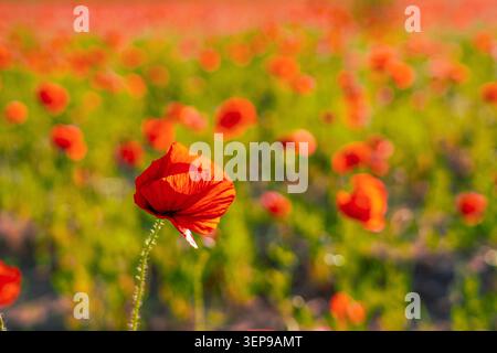 Fiori di papavero rosso brillante si stagliano contro un mare di erba verde in un vivace campo primaverile. Il sole mette in risalto i loro delicati petali, creando un'inviti Foto Stock