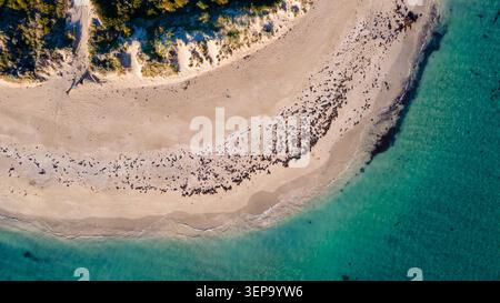 Un'ampia vista aerea di una splendida spiaggia isolata caratterizzata da morbide sabbie dorate, acque turchesi cristalline e macchie di verde. L'immagine c Foto Stock