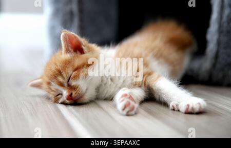 Adorabile zenzero e gattino bianco che dormono tranquillamente su un pavimento di legno da vicino. Foto Stock