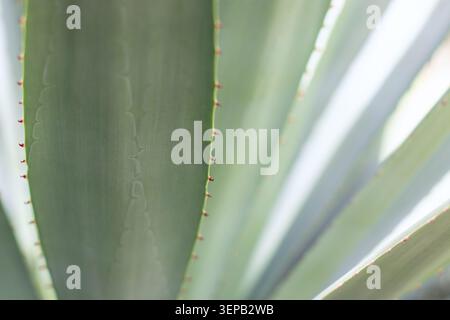 Primo piano di foglie di agave blu-verde bagnate dalla luce del sole mattutino. Le spine rosse curve e i motivi seghettati creano uno sfondo botanico arioso con Foto Stock
