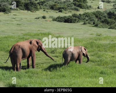 Due elefanti camminano nel Parco Nazionale degli Elefanti di Addo Foto Stock