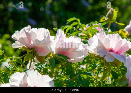 Fiore di gemma rosa peonia fiorisce in giardino. Sfondo floreale. Peonie degli alberi. Primo piano dei petali di Paeonia. Foto Stock